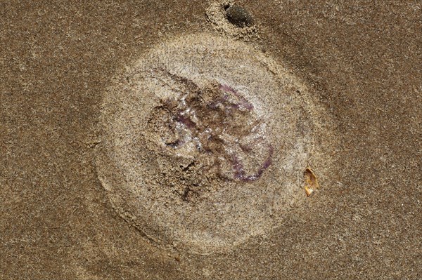 Common jellyfish