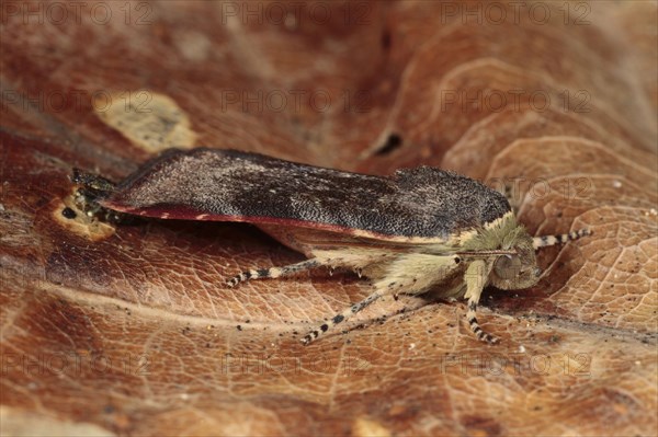 Lesser Broad-bordered Yellow Underwing