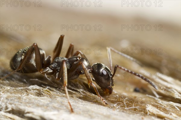 Grey black negro ant