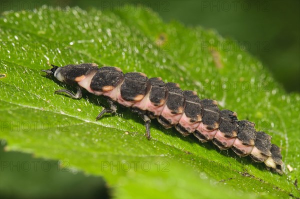 Large firefly