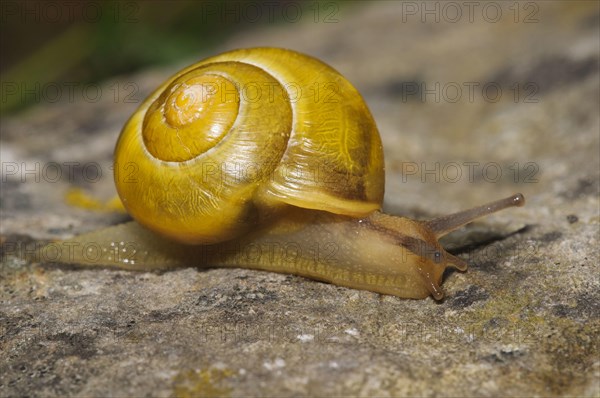 White-lipped Banded Snail