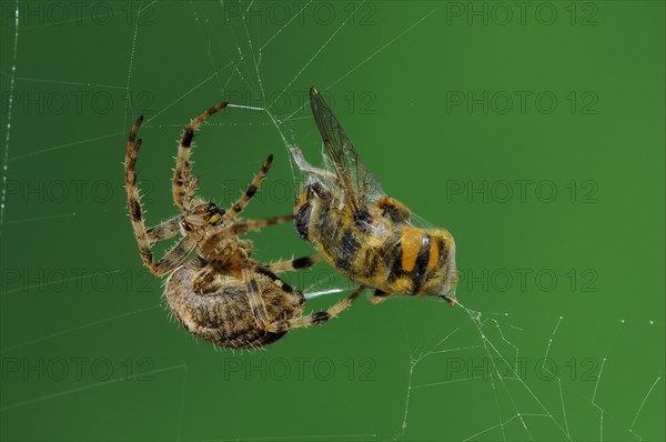 Garden cross spider