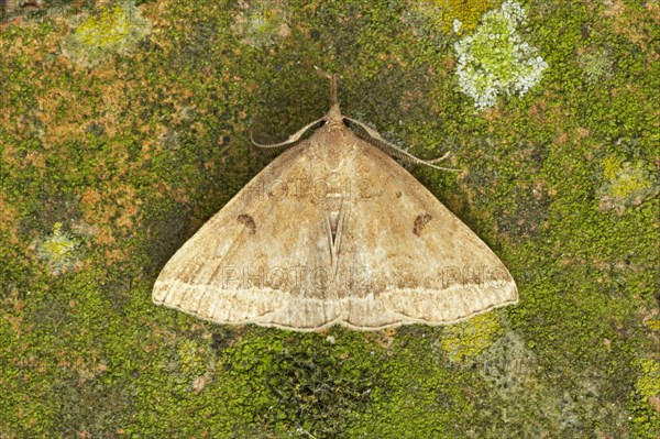 Plumed Fan-foot