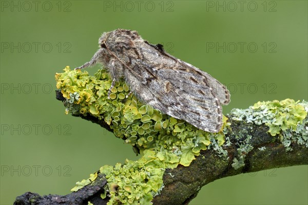 Acorn moth