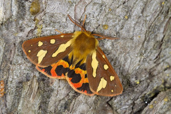 Tiger moth