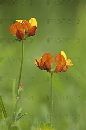 Bird's-foot Trefoil flowering