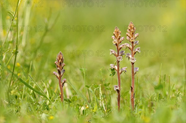 Common Broomrape