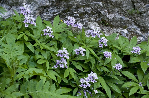 Five-leaved Bittercress