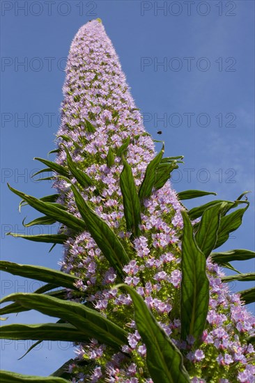 Giant tree echium