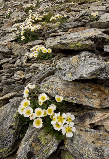 Glacier Crowfoot