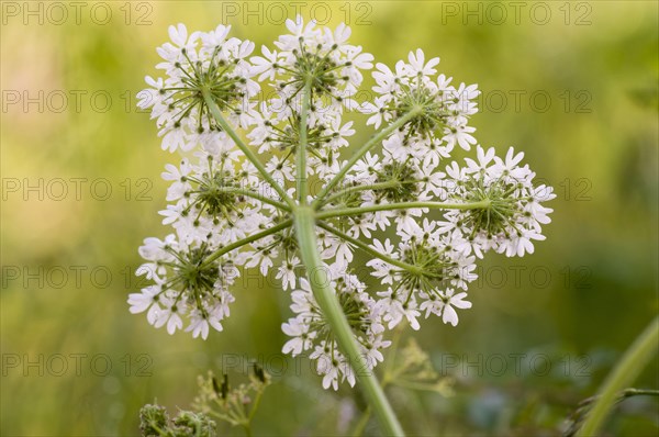 Hogweed