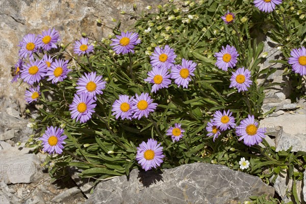 Alpine aster