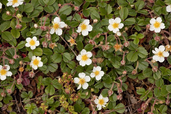 Flowering beach strawberry