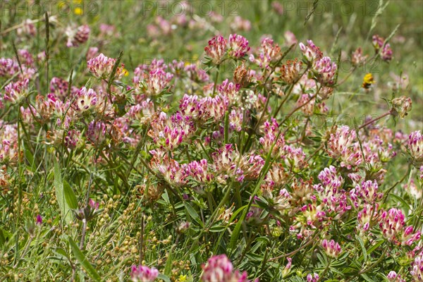 Kidney-vetch pink-flowered form