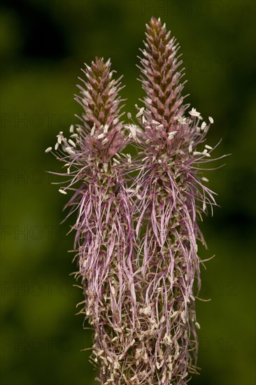 Hoary plantain