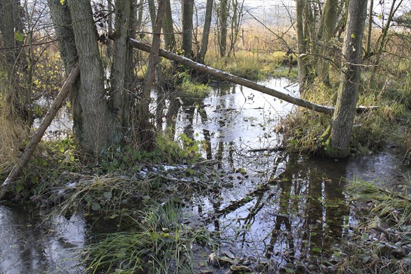 Common Alder