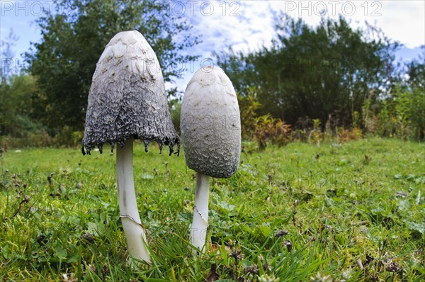 Shaggy Ink Cap