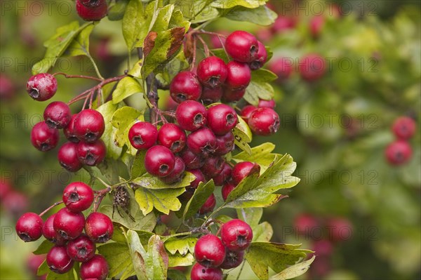 Common Hawthorn