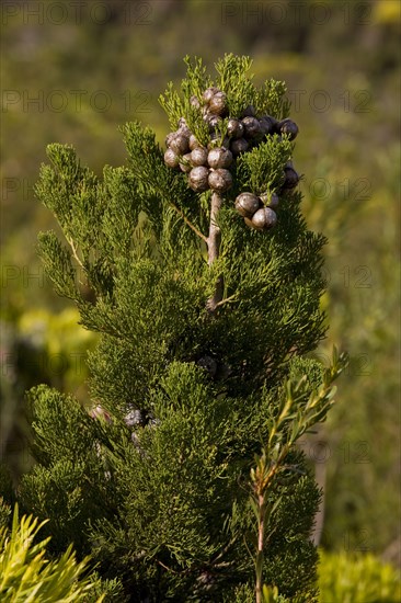 Mountain cypress