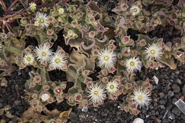 Common Iceplant