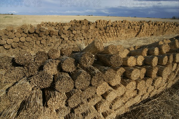 Reed cutting