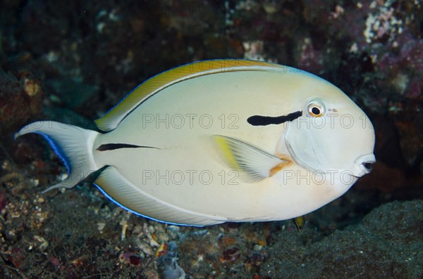 Epaulette Surgeonfish