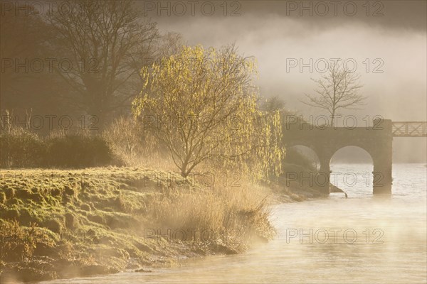 View of river and willow tree in the mist at dawn