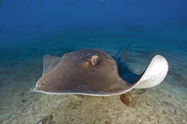 Atlantic Stingray