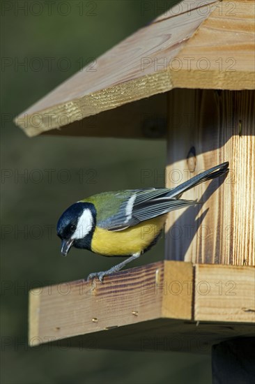 Great tit