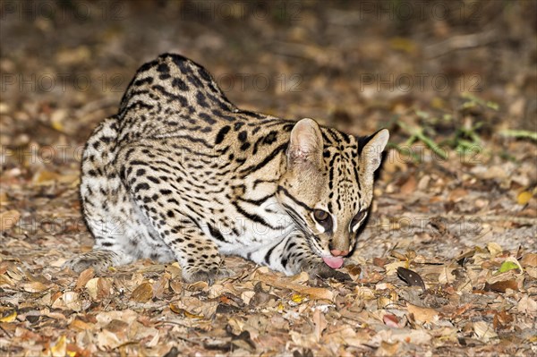 Ocelot