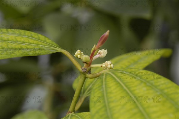 Ceylon Cinnamon Tree