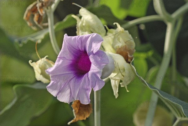 Hawaiian Baby Wood Rose