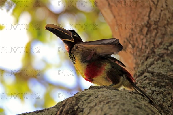 Brown-eared macaw