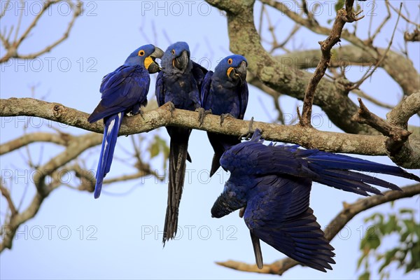 Hyacinth Macaw