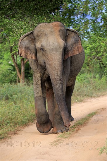 Sri lankan elephant