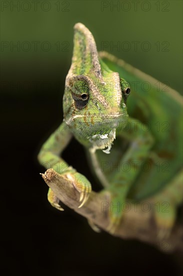 Veiled chameleon