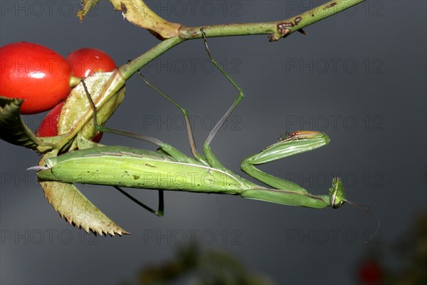 Praying mantis