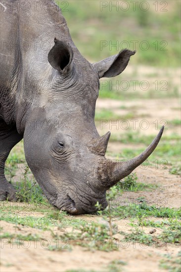 White rhinoceros