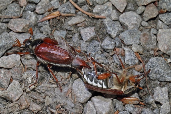 Cockchafer