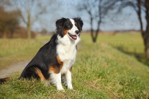 Australian Shepherd