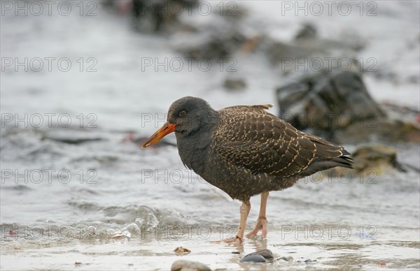 Blackish Oystercatcher