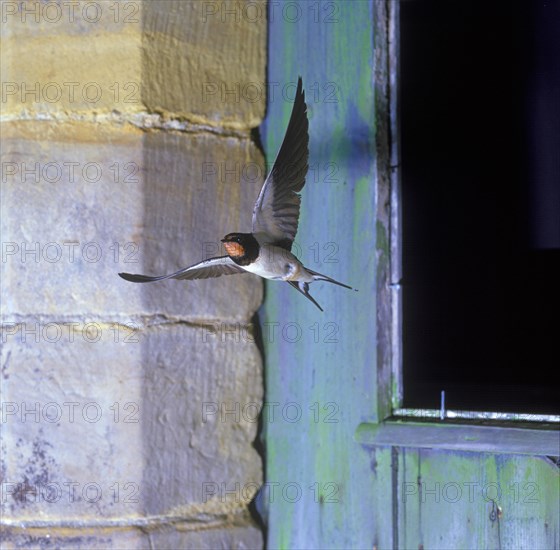 Barn Swallow