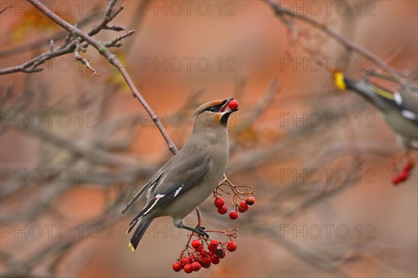 Bohemian Waxwing adult