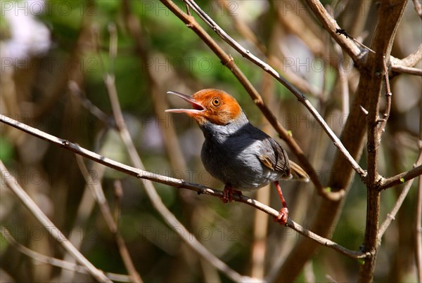 Ashy Tailorbird