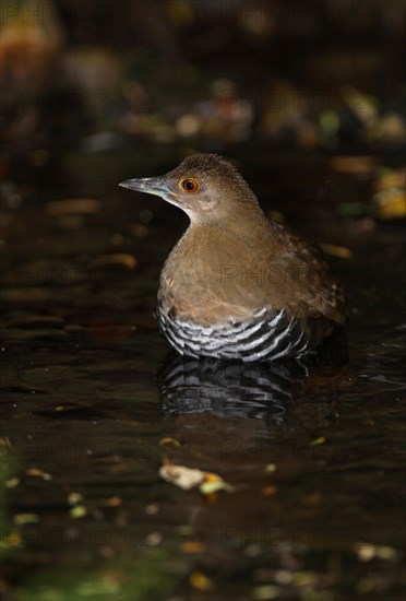 Slaty-legged Crake