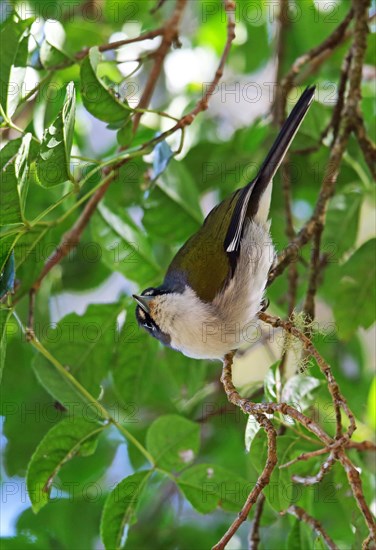 White-winged warbler