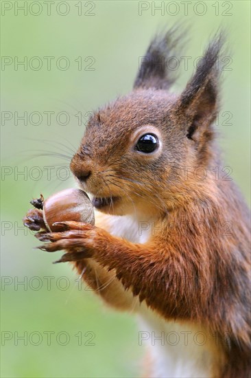 Adult Eurasian red eurasian red squirrel