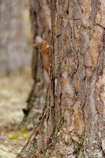 Eurasian red squirrel