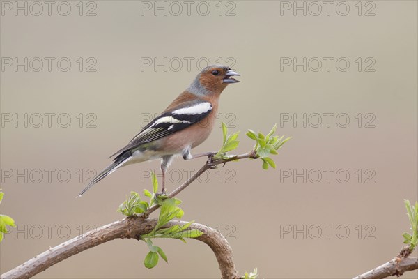 Common Chaffinch