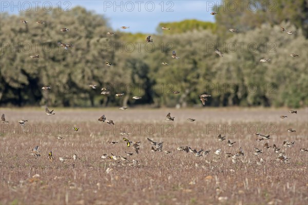 Eurasian tree sparrow